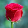 moynul.islam4014