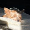 rockybaby047