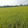 nguyn.huy3066