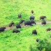 add.animals1