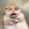 sion_nctzen