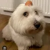 daviddrolc2