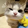 meow0.36