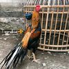 adhinatafarm7