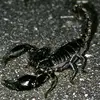 skorpion_393