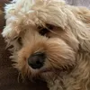 henri_footy