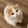 aidaynhu