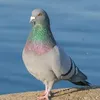 vrednosvyaz1