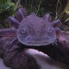 goomba.the.axolotl