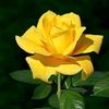 user1915211773519