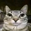 dybi_1