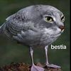 animal_company0