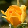 omomar1236880