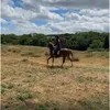 harriethorse4