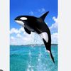orca.family.wednesday