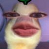 naaapitzzz