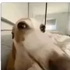 deyviz.mt