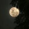 ncxzmue