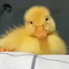 dhung_penguin