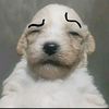 patitojuanxd.dani