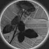 zin.mar.nwe375