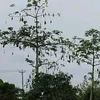 minh.khi.bonh