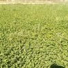 saleh.mohamad981