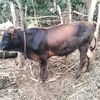 arumishikhaya
