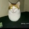 thngcng665