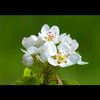 marjiya.islam022