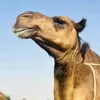 mehdiart8