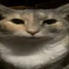 meow_meow_133