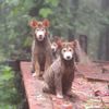 tample.dog