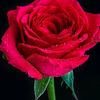 shayan.khan.704