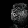 ahmad.kurdi353