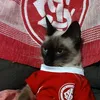 gatocolorado4