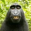 monke9222