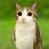 meowl_tradeos