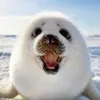 sealhasbeenbanned