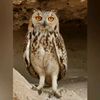 ayoub.bouhala6