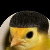 el_chockr
