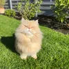 gingi.luna