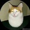 trnvnph002