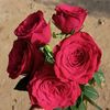 use223377innocent