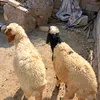 ali.alseed.hameed