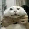 zyo_89