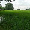 ko.phyo.gyi134