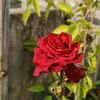 mim.hossain22