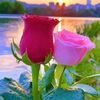 mohamedlsf
