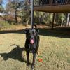 oakleypup